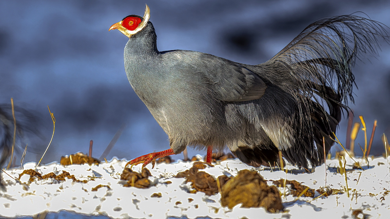 New Atlas Showcases Rare Wildlife of the Qilian Mountains New_Atlas_Showcases_Rare_Wildlife_of_the_Qilian_Mountains