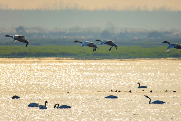 Bird Conservation Takes Flight at Dongting Lake’s Duogan Islet Bird Conservation Takes Flight at Dongting Lake’s Duogan Islet