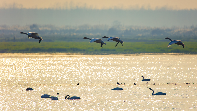 O6QXI5K0QHBO8B069Y4X - News for amigos, by amigos Bird Conservation Takes Flight at Dongting Lake’s Duogan Islet