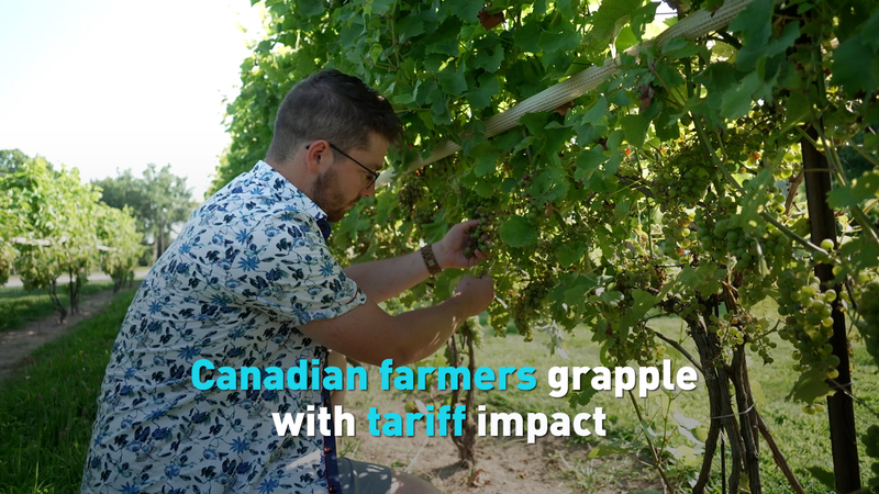 Ontario Farmers Feel the Squeeze as Tariffs Bite Ontario_Farmers_Feel_the_Squeeze_as_Tariffs_Bite video poster
