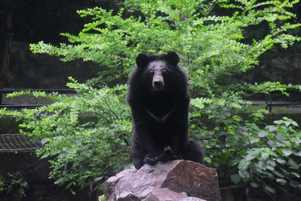 International Moon Bear Day: A Call to Protect Asia’s Crescent-Chested Bears International Moon Bear Day: A Call to Protect Asia’s Crescent-Chested Bears