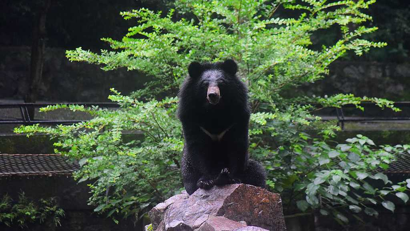 International Moon Bear Day: A Call to Protect Asia’s Crescent-Chested Bears