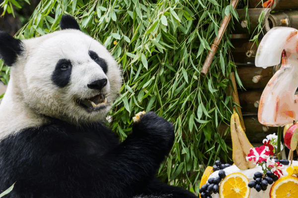 Russia’s First Panda Katyusha Turns 2 in Festive Zoo Bash Russia’s First Panda Katyusha Turns 2 in Festive Zoo Bash