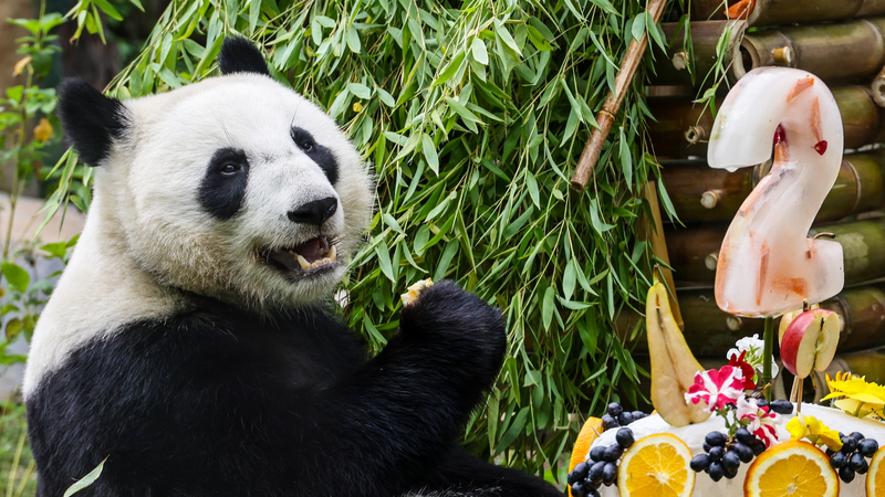 PUDSIJ3Q03T0UZ7EEU1Q - News for amigos, by amigos Russia’s First Panda Katyusha Turns 2 in Festive Zoo Bash