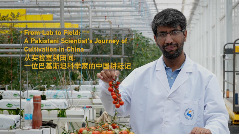 Pakistani Scientist Boosts Crop Yields in China by 40% Pakistani_Scientist_Boosts_Crop_Yields_in_China_by_40_ video poster
