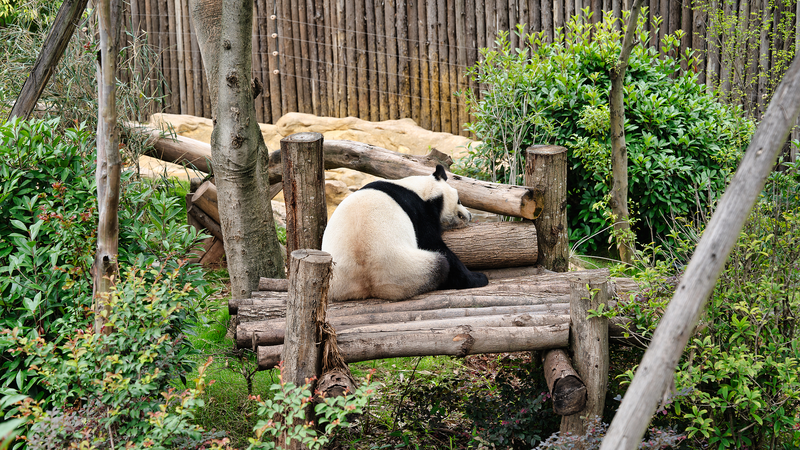 Pandas Roll Out the Red Carpet for Athletes Ahead of 2025 Chengdu World Games Pandas_Roll_Out_the_Red_Carpet_for_Athletes_Ahead_of_2025_Chengdu_World_Games video poster
