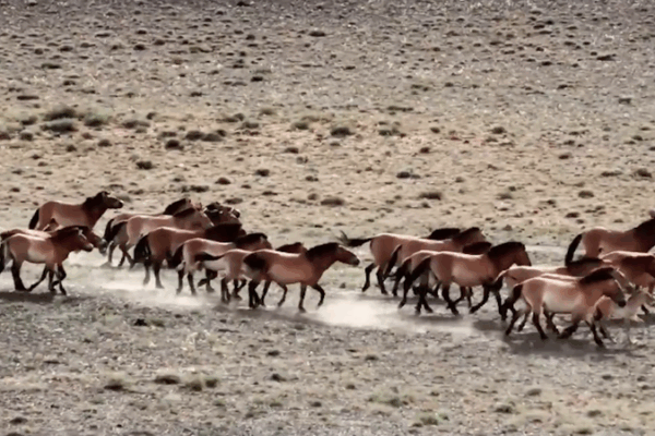 Przewalski’s Horse Population in Chinese mainland Tops 900 Przewalski_s_Horse_Population_in_Chinese_mainland_Tops_900 video poster
