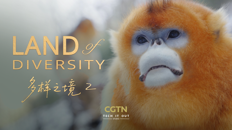 Qinling Mountains: Where Monkeys and Humans Find New Harmony Qinling_Mountains__Where_Monkeys_and_Humans_Find_New_Harmony video poster