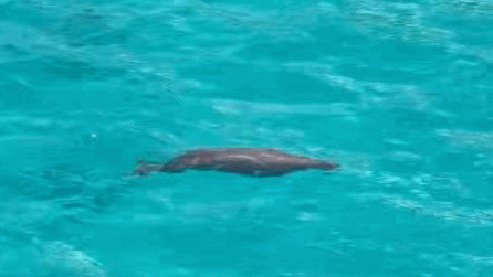 Rare Dugong Spotted Near Yongshu Reef After 30 Years Rare_Dugong_Spotted_Near_Yongshu_Reef_After_30_Years