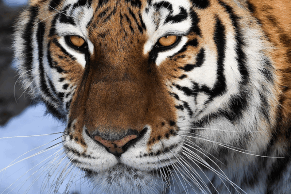 SCO Biodiversity Drive: China’s Tech & Funding Fuel Conservation SCO_Biodiversity_Drive__China_s_Tech___Funding_Fuel_Conservation