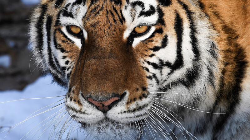 SCO_Biodiversity_Drive__China_s_Tech___Funding_Fuel_Conservation