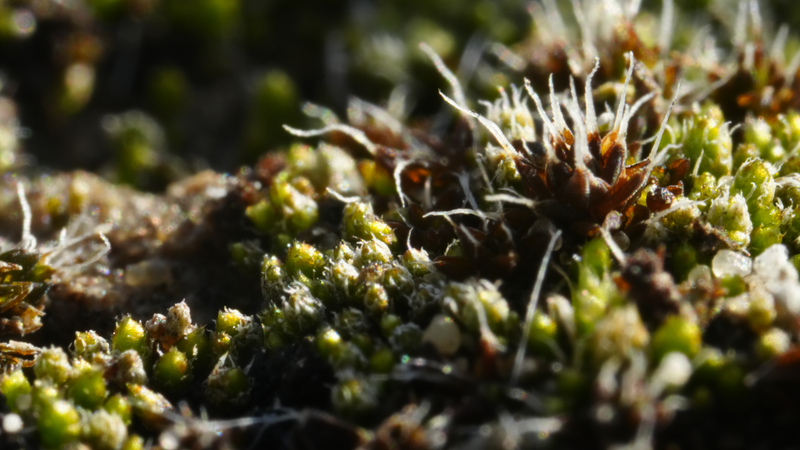Desert’s Living Skin: The Power of Biological Soil Crusts Desert’s Living Skin: The Power of Biological Soil Crusts