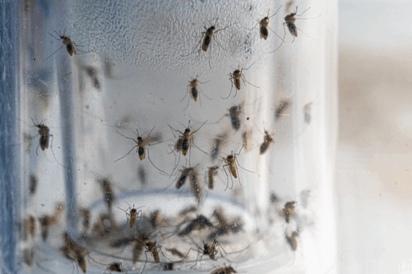 Smart Mosquito Surveillance System Developed by Chinese Team Smart_Mosquito_Surveillance_System_Developed_by_Chinese_Team