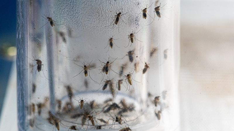 Smart_Mosquito_Surveillance_System_Developed_by_Chinese_Team