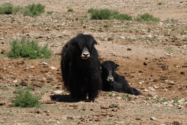 Smart Ranch Revolutionizes Snowy Plateau Herding Smart_Ranch_Revolutionizes_Snowy_Plateau_Herding