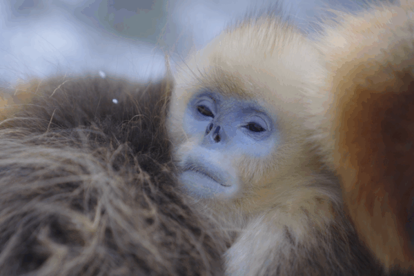 Survival Secrets of Qinling’s Golden Monkeys Survival_Secrets_of_Qinling_s_Golden_Monkeys