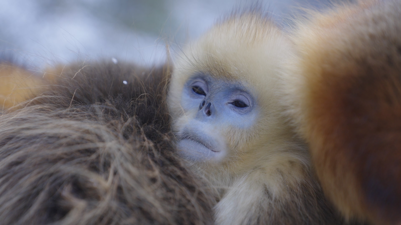 Survival_Secrets_of_Qinling_s_Golden_Monkeys