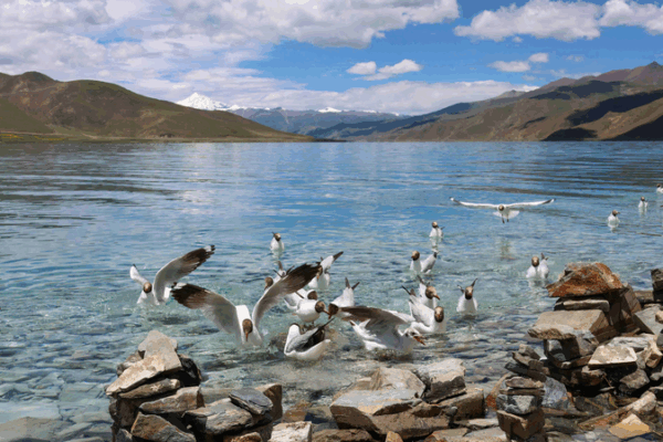 Symphony of Life on the ‘Roof of the World’: Exploring Xizang’s Wonders Symphony_of_Life_on_the__Roof_of_the_World___Exploring_Xizang_s_Wonders
