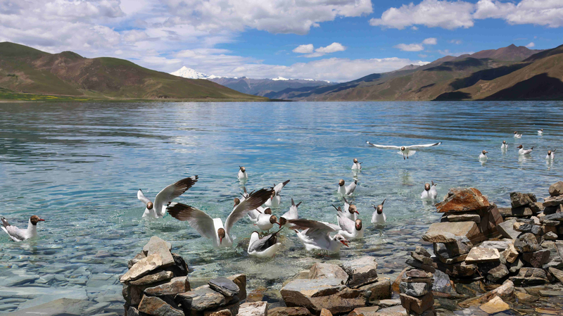 Symphony_of_Life_on_the__Roof_of_the_World___Exploring_Xizang_s_Wonders