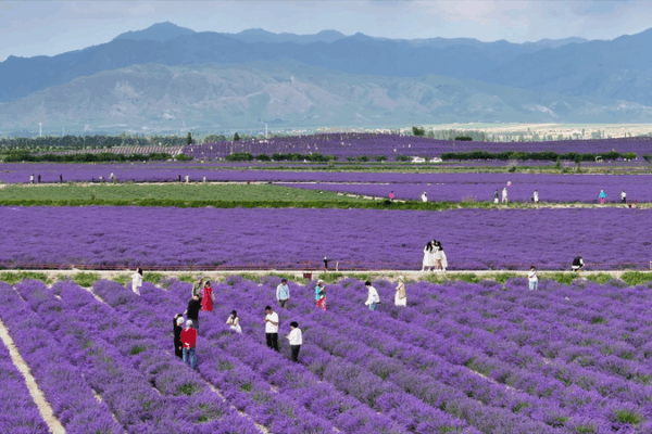 From Dusty Fields to Lavender Dreams: Xinjiang’s Sigong Village Transformation From Dusty Fields to Lavender Dreams: Xinjiang’s Sigong Village Transformation
