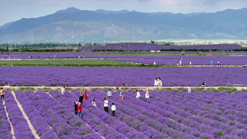 From Dusty Fields to Lavender Dreams: Xinjiang’s Sigong Village Transformation