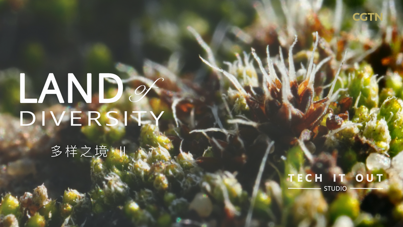 Tiny_but_Mighty__Syntrichia_caninervis__the_Desert_s_Toughest_Moss video poster