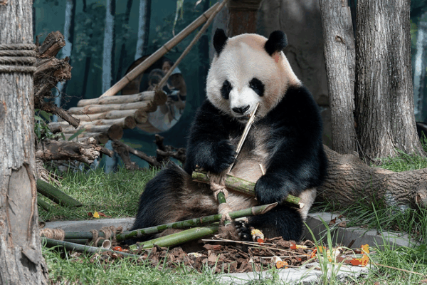 Twin Giant Pandas Zhi Shi and Zhi Ma Debut in Harbin Twin_Giant_Pandas_Zhi_Shi_and_Zhi_Ma_Debut_in_Harbin