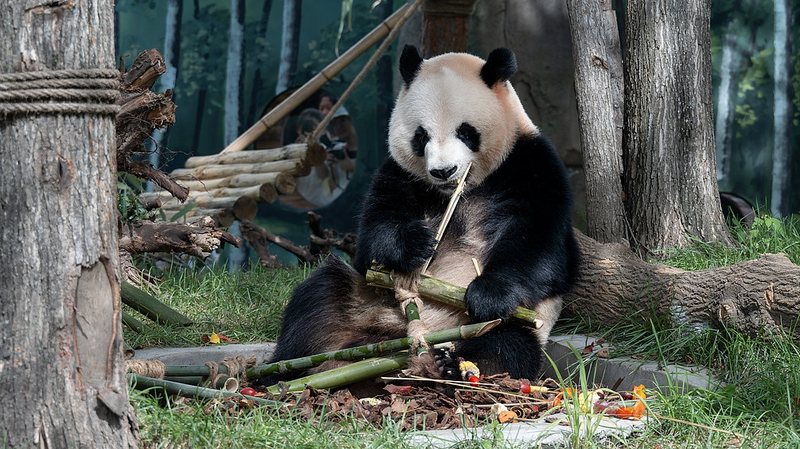 Twin_Giant_Pandas_Zhi_Shi_and_Zhi_Ma_Debut_in_Harbin - News for amigos, by amigos Twin_Giant_Pandas_Zhi_Shi_and_Zhi_Ma_Debut_in_Harbin