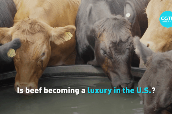 U.S. Beef Prices Skyrocket as Herd Shrinks U_S__Beef_Prices_Skyrocket_as_Herd_Shrinks video poster