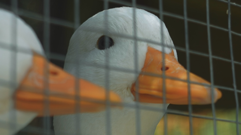 Young_People_Transform_Bamboo_Forests_into_Rural_Startups_in_Anji