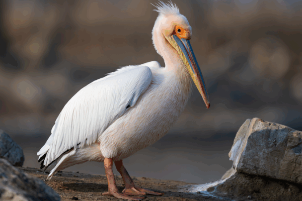 Chinese Mainland Launches 3-Year Bird Protection Campaign 🐦 Chinese Mainland Launches 3-Year Bird Protection Campaign 🐦