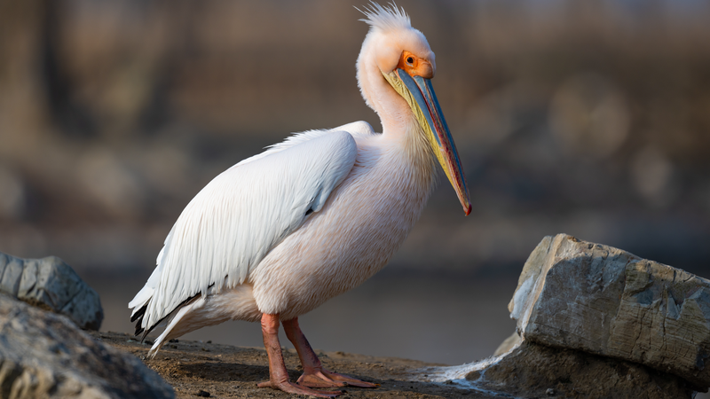 00HH6MRMCAP42JWEQXXW - News for amigos, by amigos Chinese Mainland Launches 3-Year Bird Protection Campaign 🐦