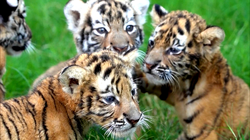Adorable Tiger & Lion Cubs Debut During National Day Holiday 🦁🐯 Adorable Tiger & Lion Cubs Debut During National Day Holiday 🦁🐯 video poster