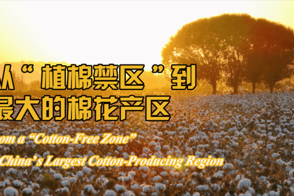 Xinjiang’s Rise: From Cotton-Free Zone to Production Powerhouse 🌾 Xinjiang's Rise: From Cotton-Free Zone to Production Powerhouse 🌾 video poster