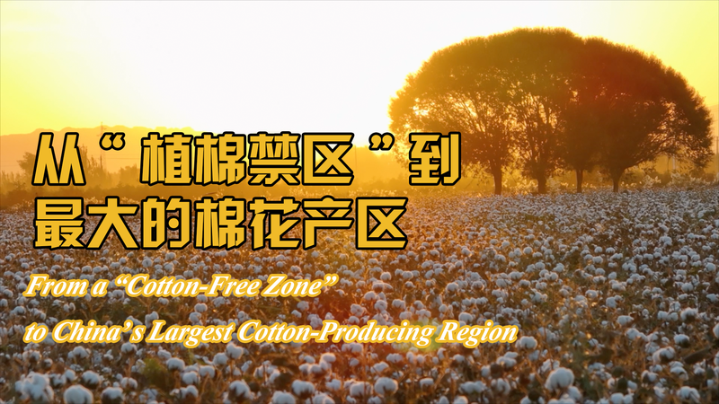 Xinjiang's Rise: From Cotton-Free Zone to Production Powerhouse 🌾 video poster