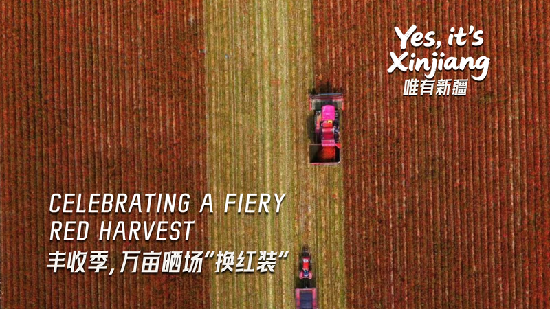 Xinjiang’s Fiery Harvest: Chili Peppers & Cotton Take Center Stage Xinjiang’s Fiery Harvest: Chili Peppers & Cotton Take Center Stage video poster