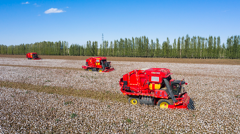 Xinjiang’s 32-Year Cotton Reign: 92.3% of China’s Crop in 2024 🌾 Xinjiang’s 32-Year Cotton Reign: 92.3% of China’s Crop in 2024 🌾