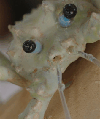 Megan White’s Ceramic Sea Creatures Celebrate Ocean Resilience Megan White’s Ceramic Sea Creatures Celebrate Ocean Resilience video poster