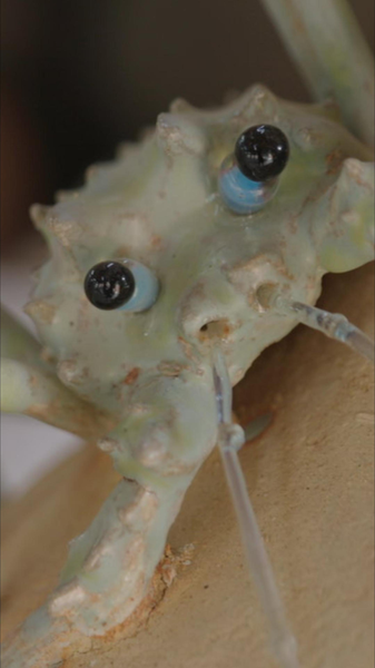 8H6JF8MF4YFEM1AGMHOI - News for amigos, by amigos Megan White’s Ceramic Sea Creatures Celebrate Ocean Resilience video poster