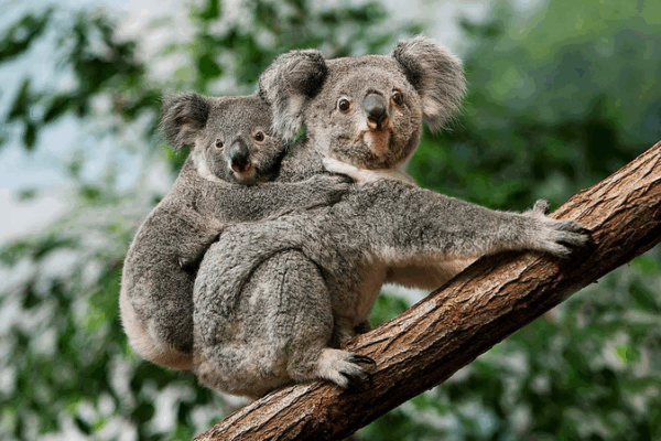 Australia Approves First Koala Vaccine Against Chlamydia Australia_Approves_First_Koala_Vaccine_Against_Chlamydia