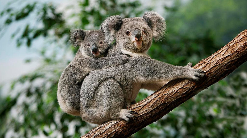 Australia_Approves_First_Koala_Vaccine_Against_Chlamydia - News for amigos, by amigos Australia_Approves_First_Koala_Vaccine_Against_Chlamydia