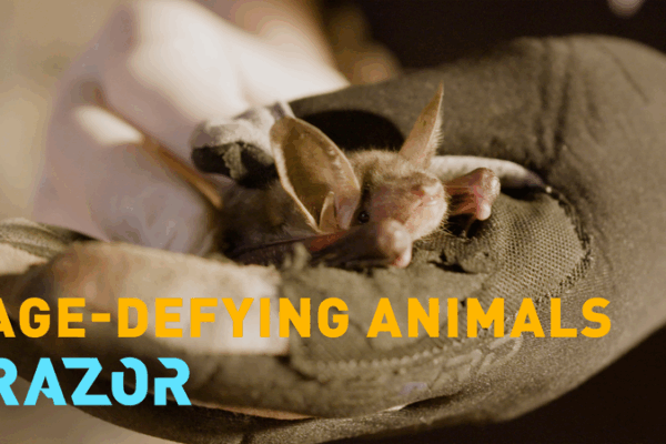 Nature’s Longevity Hacks: What Bats and Axolotls Can Teach Us Nature’s Longevity Hacks: What Bats and Axolotls Can Teach Us video poster