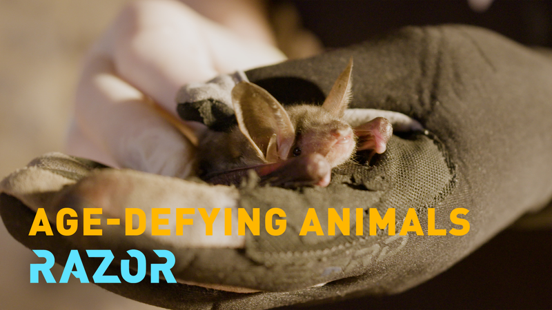 Nature’s Longevity Hacks: What Bats and Axolotls Can Teach Us video poster