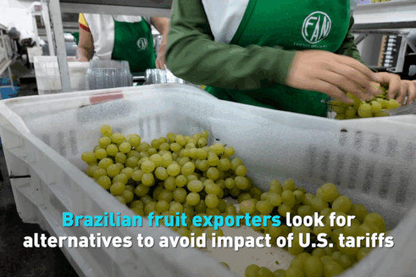 Brazil’s Fruit Exporters Seek New Markets Amid U.S. Tariffs Brazil_s_Fruit_Exporters_Seek_New_Markets_Amid_U_S__Tariffs video poster