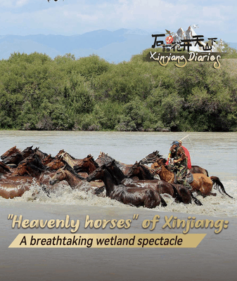Breathtaking Heavenly Horses of Xinjiang Wetland Breathtaking_Heavenly_Horses_of_Xinjiang_Wetland video poster