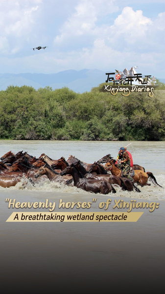 Breathtaking_Heavenly_Horses_of_Xinjiang_Wetland_poster - News for amigos, by amigos Breathtaking_Heavenly_Horses_of_Xinjiang_Wetland video poster