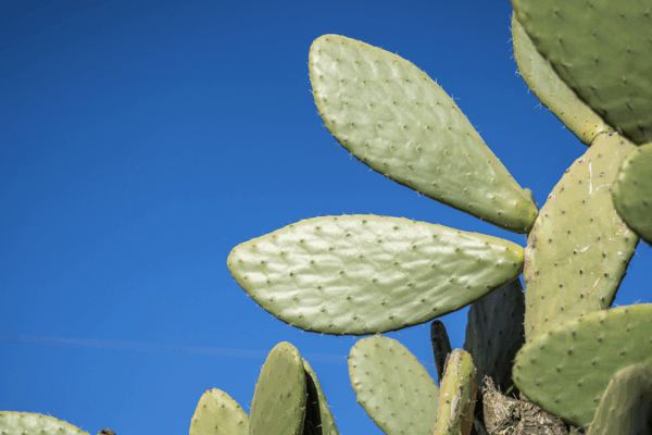 Cactus Cultivation Boosts Yunnan Village Economy Cactus_Cultivation_Boosts_Yunnan_Village_Economy