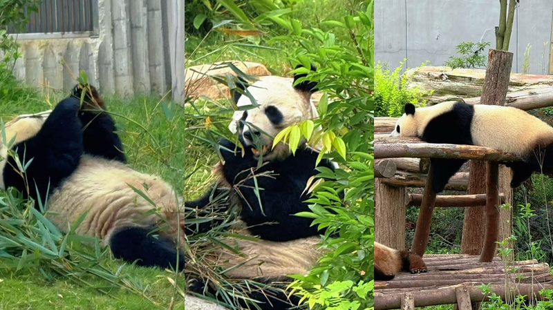 Chengdu_s_Giant_Pandas__Your_Must_See_Attraction_poster - News for amigos, by amigos Chengdu_s_Giant_Pandas__Your_Must_See_Attraction video poster