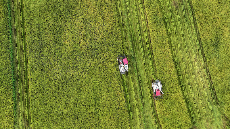 Chengdu_s_Golden_Harvest__White_Dew_Season_Unfolds_poster - News for amigos, by amigos Chengdu_s_Golden_Harvest__White_Dew_Season_Unfolds video poster