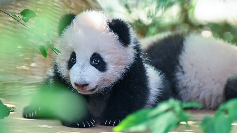 Cute Panda Cubs Debut at Chengdu Research Base Cute_Panda_Cubs_Debut_at_Chengdu_Research_Base